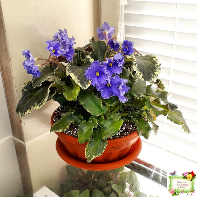 Senk's Try the Decaf (R. Follett/D. Senk) (9872) 01/30/2008 трейлер