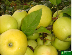 Яблоня "Чудное"