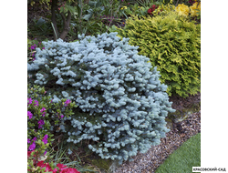 Ель колючая Глаука Глобоза фото в ландшафте красовский-сад.рф