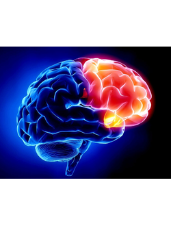 Для улучшения работы мозга