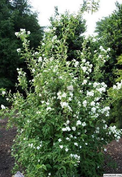 Чубушник  гибридный Bouquet Blanc - фото в саду - красовский-сад.рф