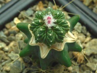 Aztekium  ritteri PP 566 (d=18-20)