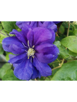 Клематис Floral Dance (Флорал Денс), контейнер р9