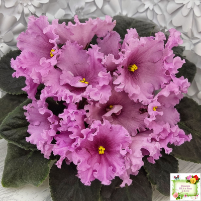 НК-Фанфан Тюльпан (Н.Козак) 2018 г. (лонг листва)