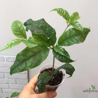 Randia macrantha (Euclinia longiflora) / Рандия макранта (Эуклиния лонгифлора)
