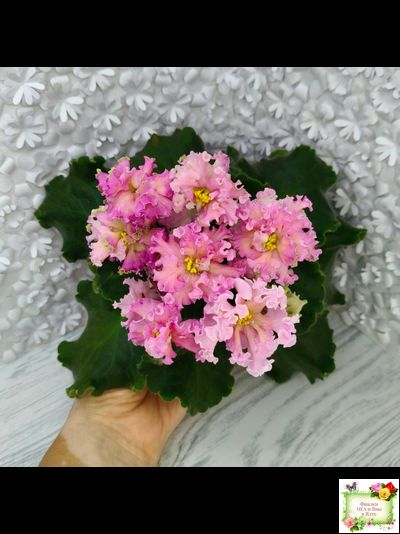 ЕК-Линжери (Е. Коршунова) 2021 г.