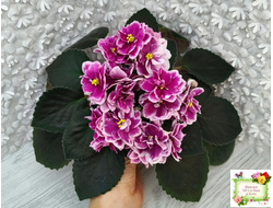 АВ-Последняя Любовь Самурая (Фиалковод) 2021 г.