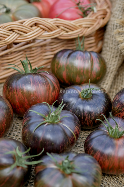 Томат Marsha's Starfighter Beefsteak (Бифштекс Марши), 10 шт