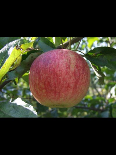 Бутуз (яблоня)