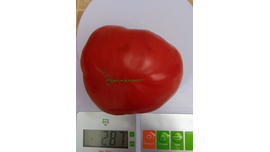 Кристина Ватчева