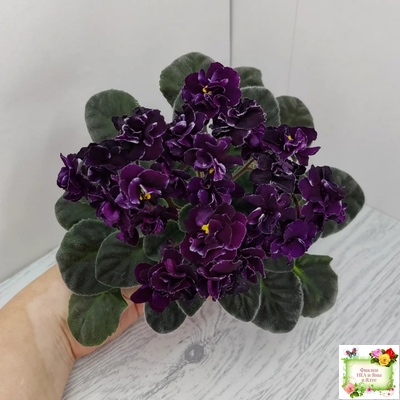 Mac's Black Uhuru (G. McDonald)