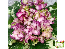 АВ-Буря Эмоций (Фиалковод) 2020 г.