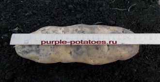 Ботанические семена картофеля Утёнок