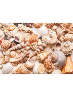 Фотообои "Ракушки"