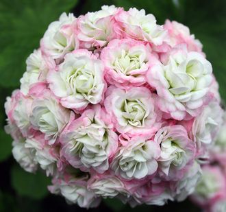 April Snow - пеларгония розебудная (розоцветная) - описание сорта, фото - купить черенок в Перми