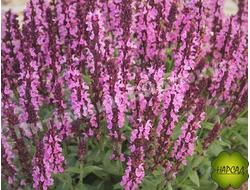 ШАЛФЕЙ ДУБРАВНЫЙ "ПИНК ФЛОЙД"