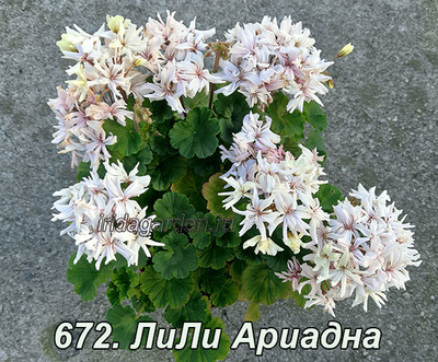 Пеларгония Лили Ариадна