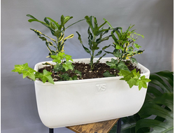 Композиция в горшке (кротон, хедера)