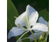 Имбирная лилия белая (Hedychium coronarium) абсолю