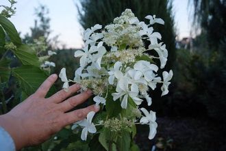 Гортензия метельчатая «Левана» (Hydrangea paniculata  `Levana`), ЗКС