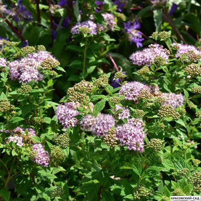 Спирея японская Литтл Принцесс