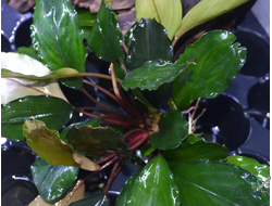 Буцефаландра Green Broad Leaf