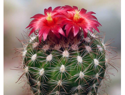 Parodia laui L 322 - 5 семян
