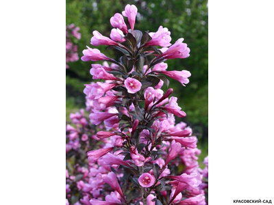 Вейгела цветущая Нана Пурпуреа