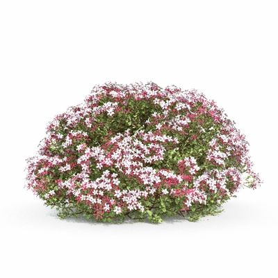 кусты Абелия блестящая 01 04