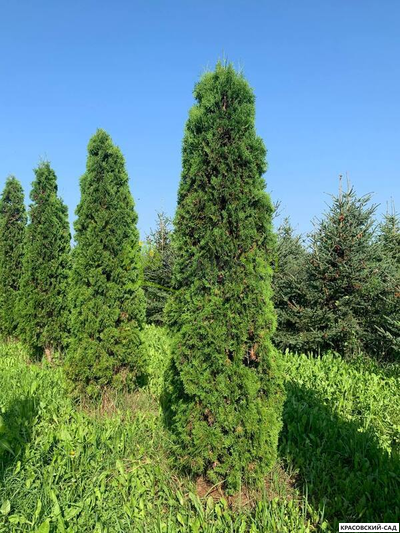 Туя Малониана