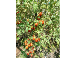 Томат Сливка Бендрика красная