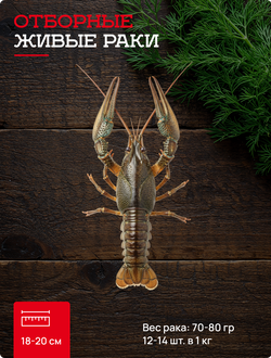 5 категория отборные живые раки 12-14 шт. в кг