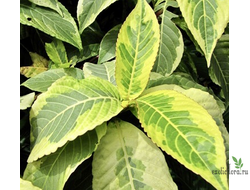 Sanchezia speciosa variegated / санхеция вариегатная