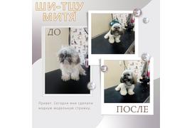 Ши-тцу МИТЯ