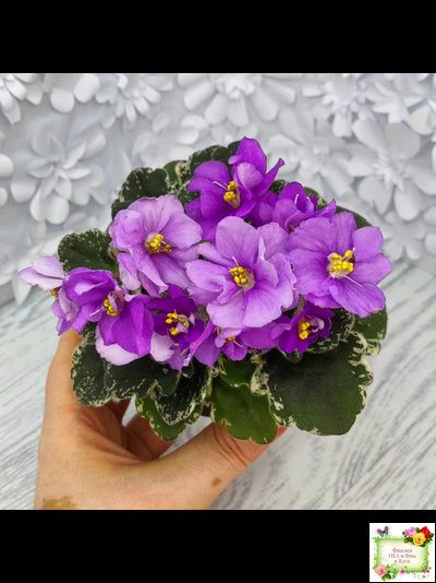 Sky Jems (Johnson) (лист посажен 29.01.26)