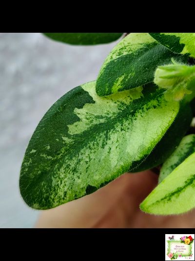 ГЕА-Я Подарю Вам Ландыши химера по листу трейлер