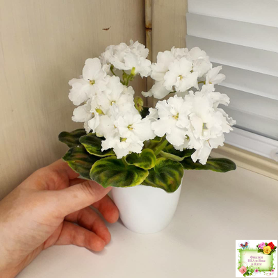 OS-Джунгарик (С.Осипова) (клакамас с кроновой пестролистностью)