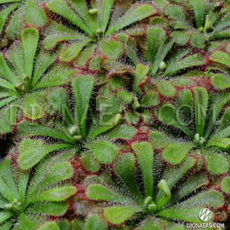 Drosera "Aliciae"