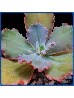 Echeveria 'Dick's Pink'
