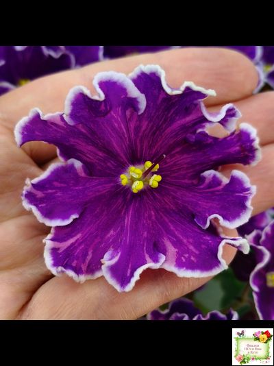 АВ-Просто Космос (Фиалковод) 2019 г.