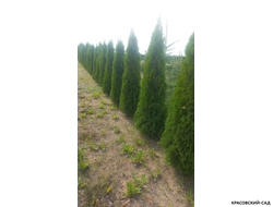 Туя Кубанский Изумруд