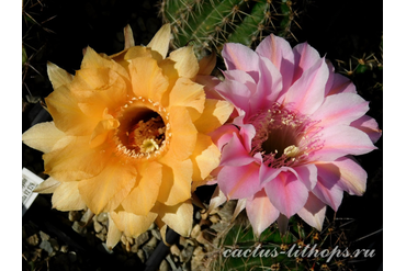 ECHINOPSIS hybrid `ALLADIN`+`ZOLUSCHKA`