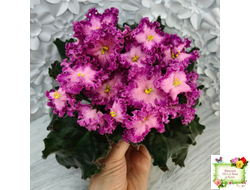 Nik-Любовный Напиток (Н. Булко) 2023 г.