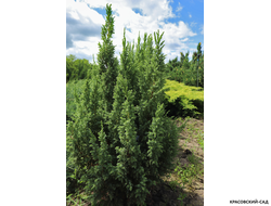 Можжевельник Лодери - Loderi