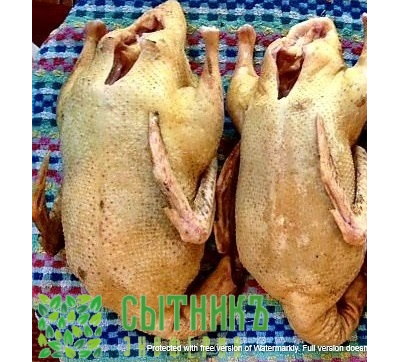 Мясо утки фермерское домашнее купить с доставкой на дом