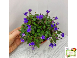 Teeny Bopper (L.Lyon) 5017 (08/27/1982) трейлер