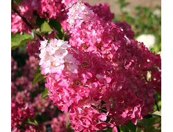 Гортензия метельчатая Самарская Лидия, 2,0 л