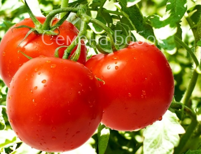 Томат Санька, 10-12 шт