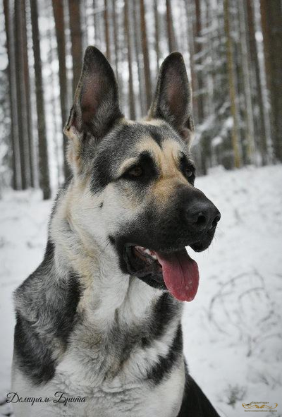 Мать щенков