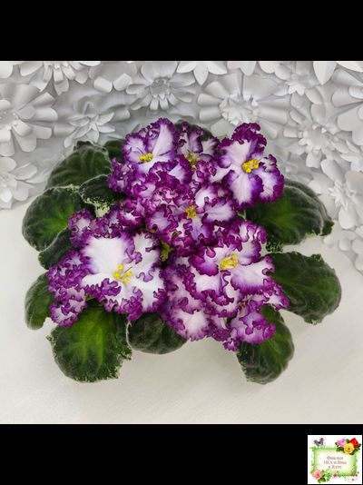 АВ-Навсегда (Фиалковод) 2021 г. (лист посажен 03.11.25)